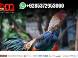Daftar Sabung Ayam Online SV388 Bank BRI