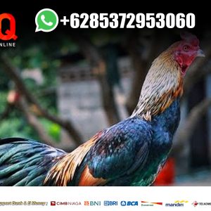Daftar Sabung Ayam Online SV388 Bank BRI