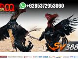 Sabung Ayam Online Sabung Ayam Bali Adu Ayam Live