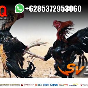 Sabung Ayam Online Sabung Ayam Bali Adu Ayam Live