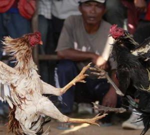 Agen SV388 Sabung Ayam Live Bernitdown