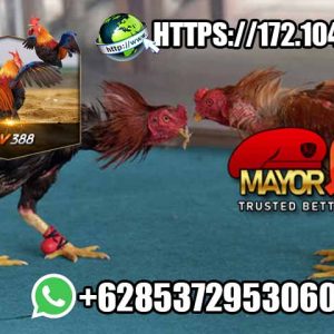Tips dan Trik Memenangkan Game Sabung Ayam Online