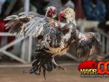 TARUHAN Sabung Ayam SV388 ONLINE DI FILIPINA