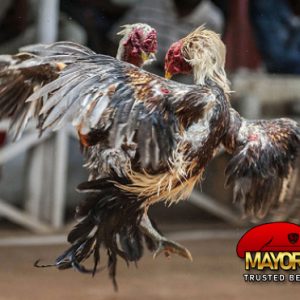 TARUHAN Sabung Ayam SV388 ONLINE DI FILIPINA