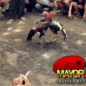 BAGAIMANA CARA MENDAPATKAN MENANG DENGAN Sabung Ayam SV388